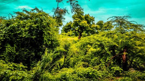 Scenic view of forest against sky