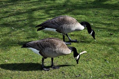 A pair of canada geese, gas works park, seattle, washington, usa