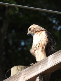 Close-up of owl perching on railing