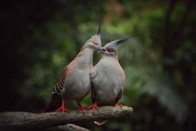 Close-up of bird perching on branch