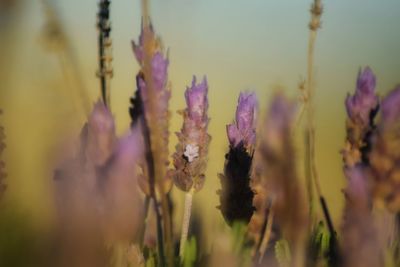 Close-up of purple flowers
