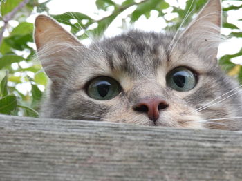 Close-up portrait of a cat