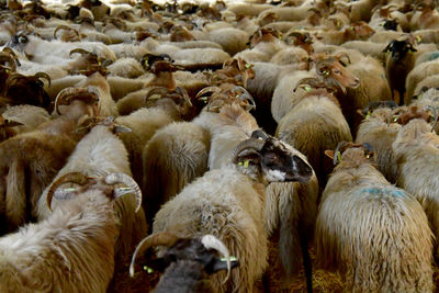 Sheeps in the farm