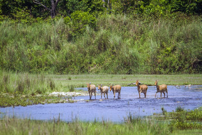 Horses on a land