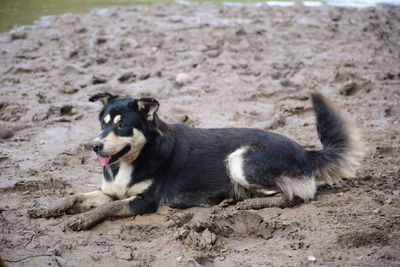 Dog relaxing on sand