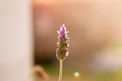 Close-up of purple flowering plant