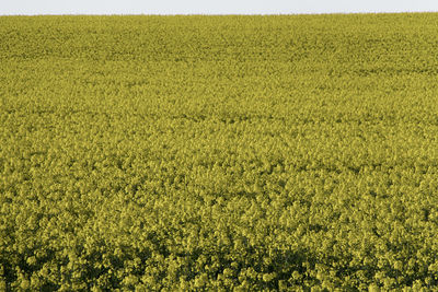 Scenic view of agricultural field