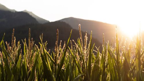 Plants growing on field against sky during sunset