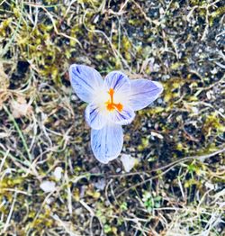 Close-up of flower blooming in field