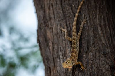 Close-up of lizard on tree trunk
