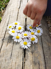 Close-up of hand holding yellow flowering plant