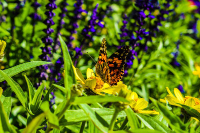 Close-up of butterfly pollinating on purple flower