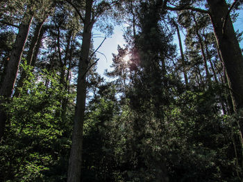 Low angle view of trees in forest