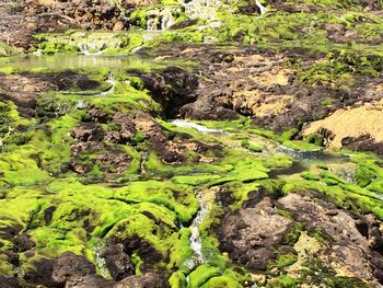 High angle view of water flowing through rocks