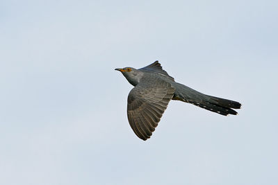 Low angle view of eagle flying against clear sky