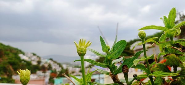 Close-up of plant against sky