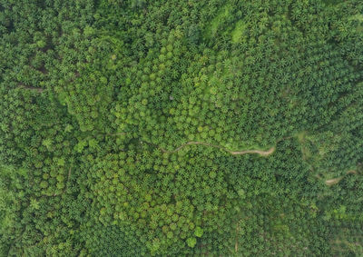 Aerial view of forest