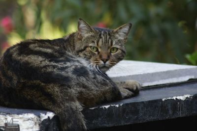 Close-up portrait of a cat