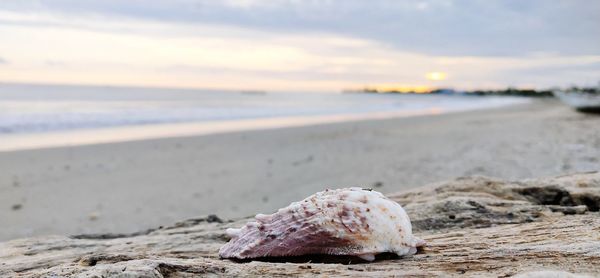 Close-up of shells on sand at beach against sky