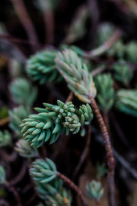 Close-up of berries on plant