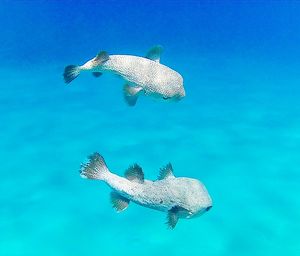 Fish swimming in sea