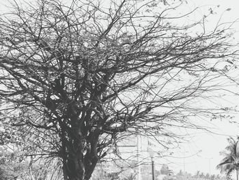 Low angle view of bare trees against sky