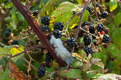 Close-up of berries growing on tree