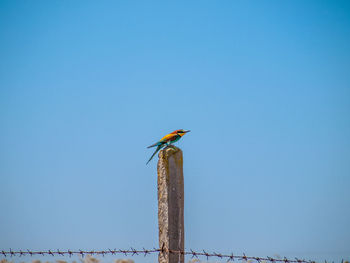 Low angle view of bird perching on wooden post against sky