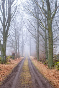 Road amidst trees in forest