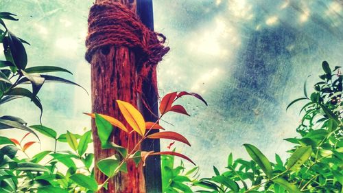 Low angle view of flowering plant against sky