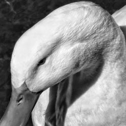 Close-up of swan