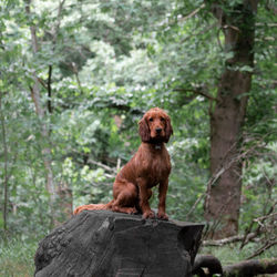 Cocker spaniel