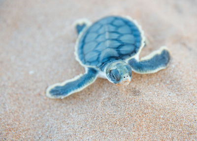 Close-up of sea turtle hatchling on sand