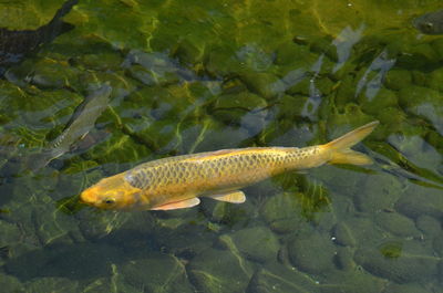 Fish swimming in sea