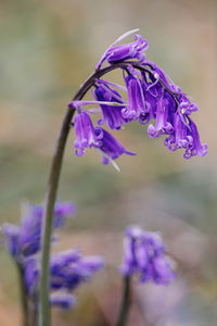 Close-up of purple flowering plant