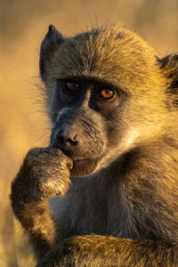 Close-up of chacma baboon looking at camera