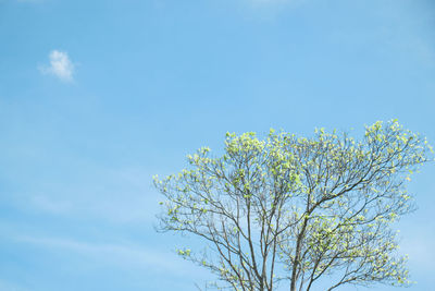 Low angle view of flowering tree against blue sky