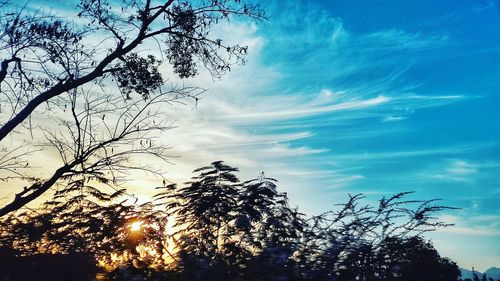 Low angle view of silhouette trees against sky