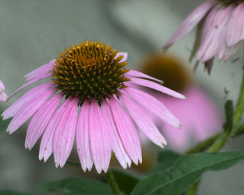 Close-up of pink flower