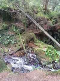 View of stream flowing through rocks in forest
