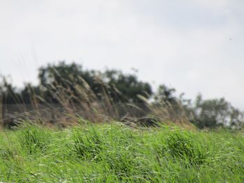 Grass on field against sky