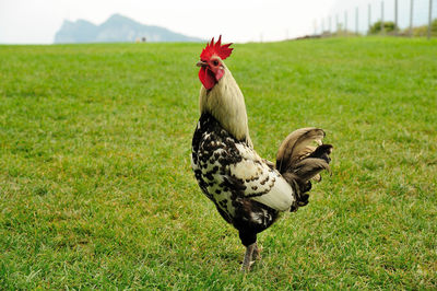 Full length of rooster on field