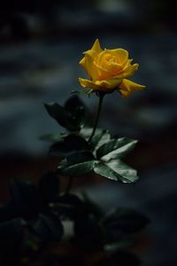 Close-up of yellow flower