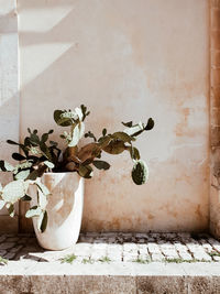 Potted plant against wall