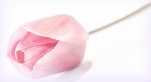 Close-up of pink rose against white background