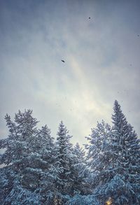 Birds flying over trees against sky