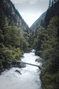 Scenic view of river amidst trees in forest