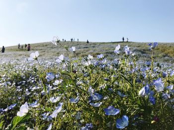 Close-up of white flowering plants on field against clear sky