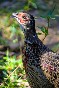 Close-up of a bird looking away