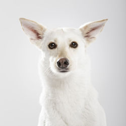 Close-up portrait of a dog over white background